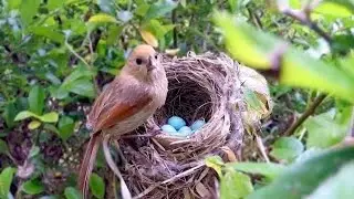 Paradoxornis Webbianus#The process from egg to hatching #paradoxornis#birds #birdsounds #birdslover🥚
