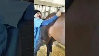 Equi Global Therapy 