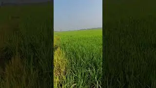 🌾 பூக்கும் நேரத்தில் இத தெளிச்சா நெல் மணி பெருக்கும்! 🔥 Rice Sulphate Potash fertilizer