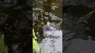#fish #koi fish pond#pet#shorts