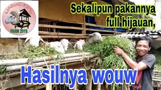 Ternak domba dengan pakan full hijauan sangat menghasilkan bagi peternak yang satu ini.