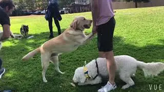 Poor Victor Being Dominated In Dog Park