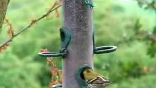 Siskin on Nyger feeder