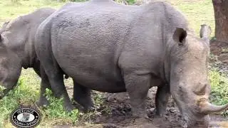 White Rhino Close Up at Watering Hole Hluhluwe Umfolozi