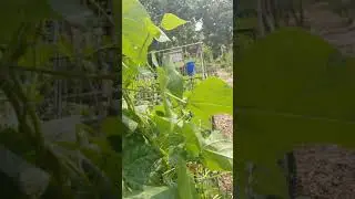 Amazing goth garden 2018
