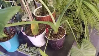 Big giveaway