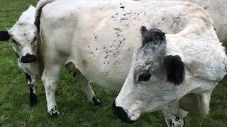 World's oldest surviving herd of British White cattle live right here in Norfolk