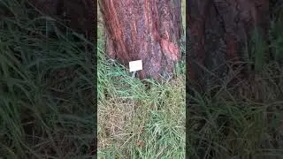 Giant sequoia tree stem #mammutbaum #sequoia