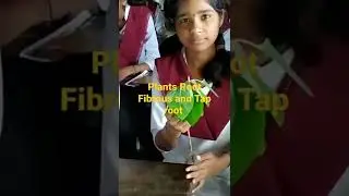 Root Type -Fibrous and Tap root system#plantroot #viralshorts #viral #botany #science #