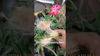 HOW TO GROW ADENIUM PLANTS TO ADENIUM SEEDS Adenium Plant Online Sale#adenium#plants#flowers#garden