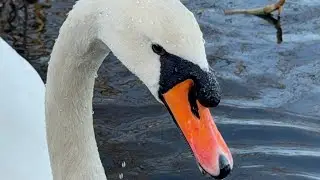 Back To The Field For Alexa, New Swan Cob & His Mate Have Seeds. 10 January, 2026. 