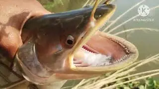 wallago cetfish spoon se attack | pathan fish spoon se attack video | N fishing s video ||