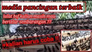 rahasia media pancingan terbaik lalat tentara hitam (bsf) | budidaya maggot bsf