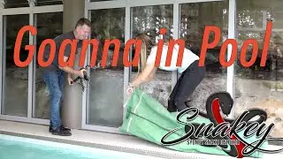 Sydney Snake Catcher ~ Snakey | Episode 1 | Deadly Goanna in Pool | Clint Barter
