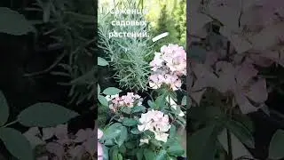 ТЦ Линия,г.Грязи.#ароматы #цветы #розы #rose #сад #лето