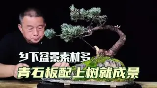 在乡村，随手弄块青石板与松树搭配就成景