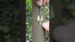 GREFFAGE AGRUMES #farming #agriculture #jardin