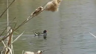 Камышница ( Gallinula chloropus )