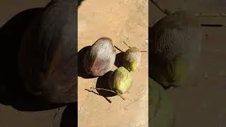 Very big coconut #shorts