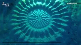 What's Behind These Mysterious Underwater Crop Circles?