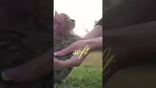 Kitten Litter Training Tips