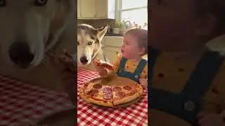 Самый милый спор между малышом и хаски