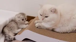Папа-кот добр к котенку своей дочери! ?Взаимодействие между родителем и ребенком было таким милым!