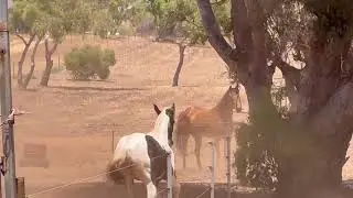 Doonz - Hoof rehabilitation