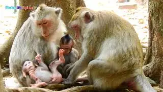 Poor & pitiful newborn Jody falling down so hard/ Why mom Jane & Jade not picking him up like that?