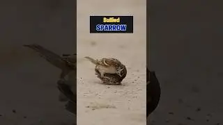 This Sparrow&rsquo;s Life Was Changed Forever #birds
