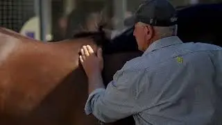 Magic Millions Gold Coast Yearling Sale 2026 - Lot 308 Stay Inside - Galway Girl (AUS) Brown Colt
