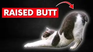 13 Strange Cat Behaviors And The Real Meaning Behind Them (Explained)