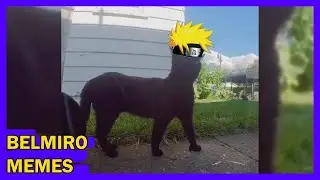 Belmiro Memes: Dublagens de animais engra&ccedil;ados - Epis&oacute;dio 618