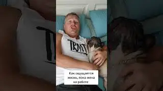 #французскийбульдог #собака #собакиприколы #бульдоги #суперсобака #сторожеваясобака