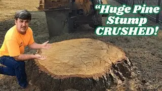 &ldquo;Huge Pine Stump CRUSHED! Stump Grinding Job in Madison, AL&rdquo;