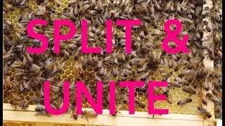SPLIT & UNITE 30 March 2019