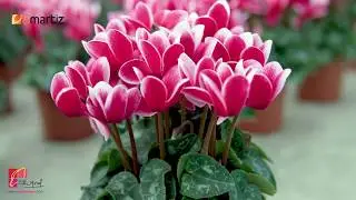Cyclamen Mini SMARTIZ&reg; Morel trial Holland 2017