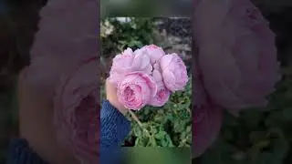 Ancient Mariner rose | from David Austin | Southern California, zone 10a