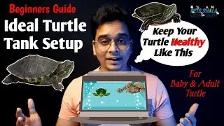 ideal turtle tank setup to keep turtle healthy | important things required in turtle tank setup
