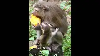 07-02-25 Monkey Discovery 014 #newborn #babymonkey #Joyce #monkeylife #abandoned #wildife #Jacee