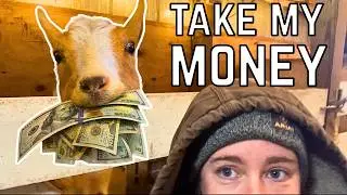 I'm INVESTING A LOT but Will I See The Reward?!?!  Expensive Failures on A Dairy Goat Farm #farmvlog