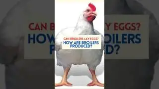 Can broilers chickens lay eggs, how are broiler chickens produced?