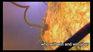 The difficult race of the sperm - Fertilization (original video)