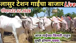 Lasur station bail bajar|lasur station bail bajar video|today bail bazar|Sunday bail bazar|