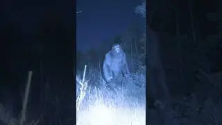 В Колорадо во время охоты удалось заснять на камеру появление снежного человека