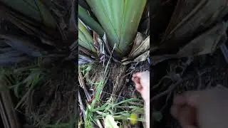Part of the &lsquo;Harakeke Compost&rsquo; series