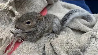 I rescued a squirrel!!--SAVING KLETUS!--Part 1