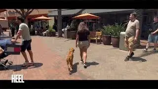 Boxer/Shepherd Mix Training | Kona | Long Beach, CA
