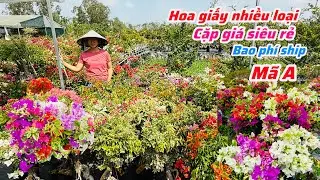 Hoa giấy cặp cây gọn ghép nhiều màu chào bán giá rẻ..19/01😘📲 0334.497.872.Phước-Tài 