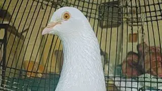 Patti wale kabutar for sale jagah pahalvan location Faisalabad 030 672 75157parr pic800